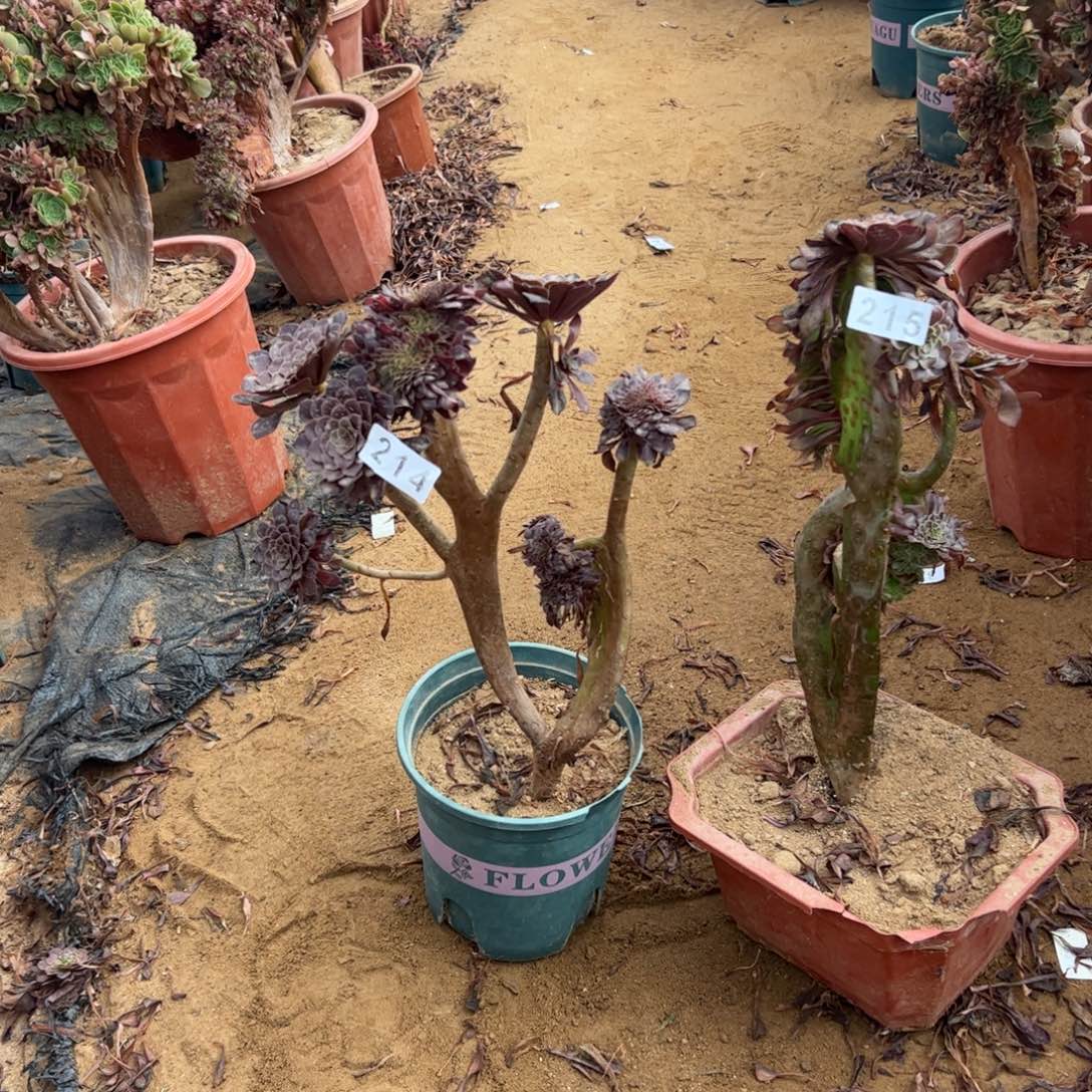 铜壶缀有伤214.215两颗