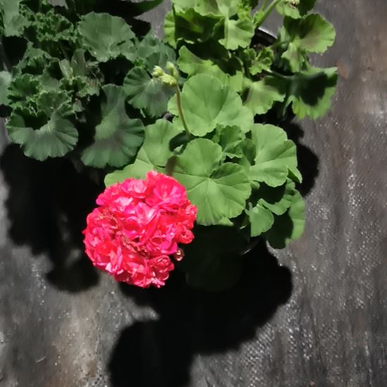 当前无花栽培后可以开花大妮