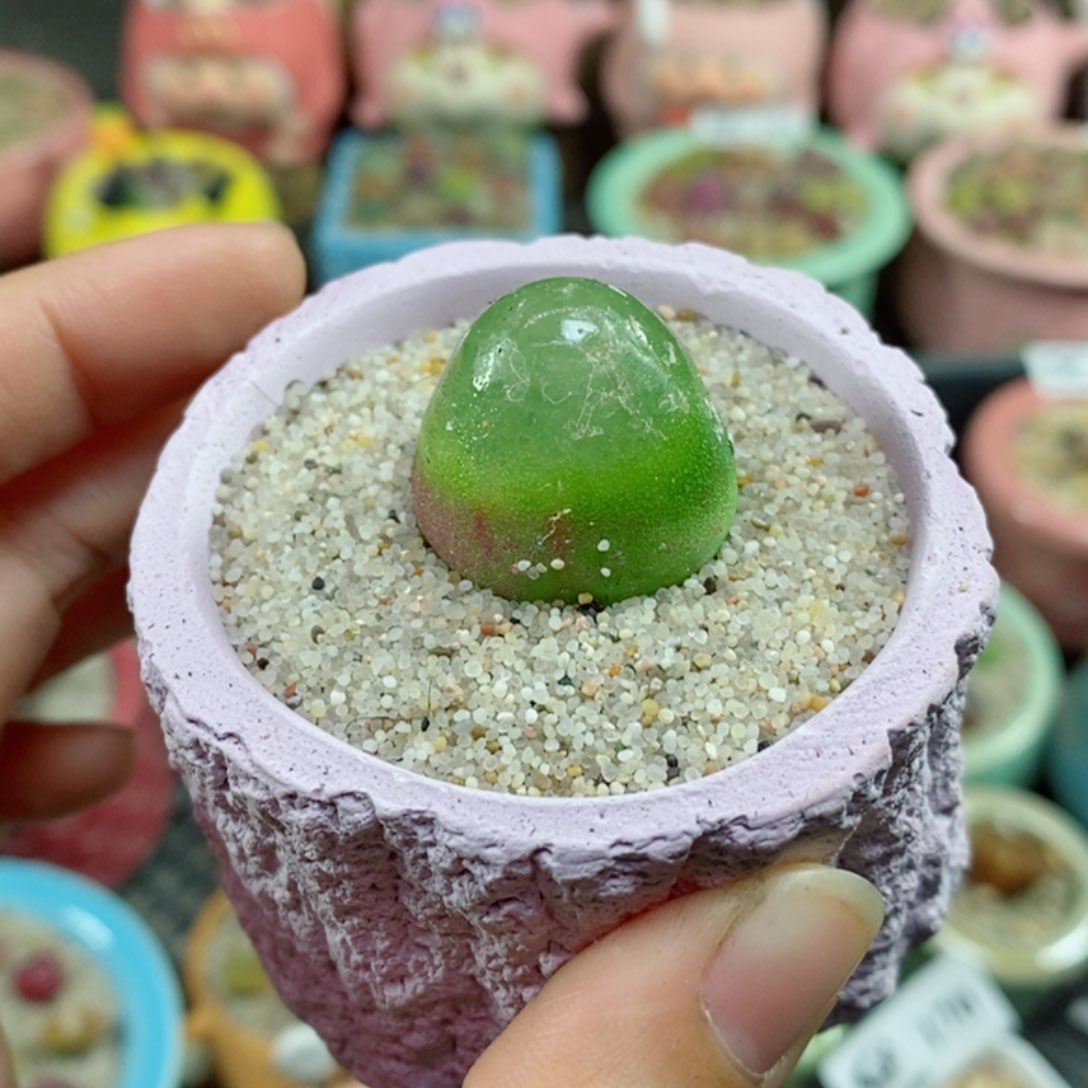 生石花花花花花花173号