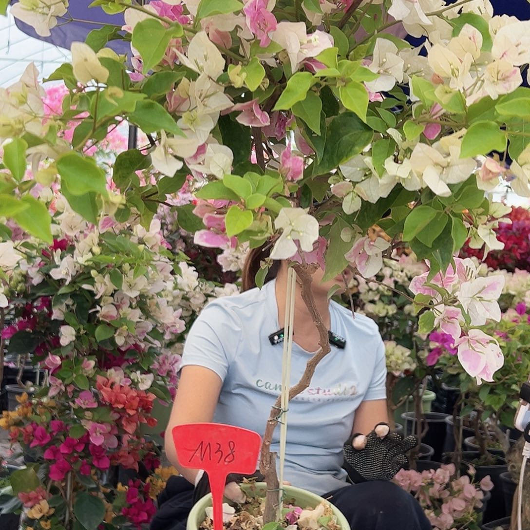 素***心大部分花苞少量开放M38广红英