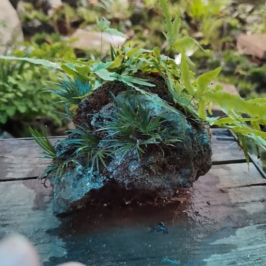 山***水无花朵附石菖蒲凤尾蕨