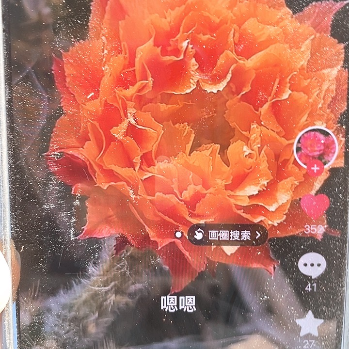 G4自根5公分以上满18包邮