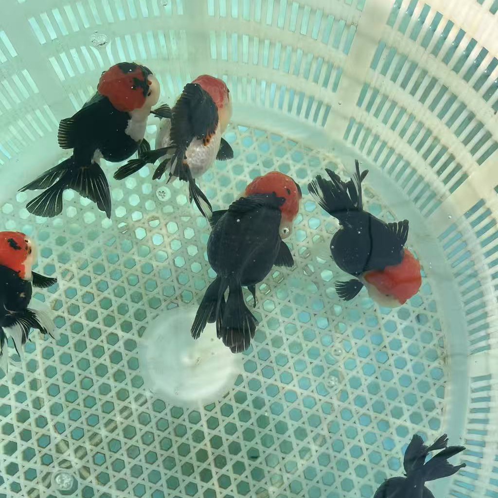 观赏鱼购买须知：售后须有开箱视频。购买前看好购物须知内容。