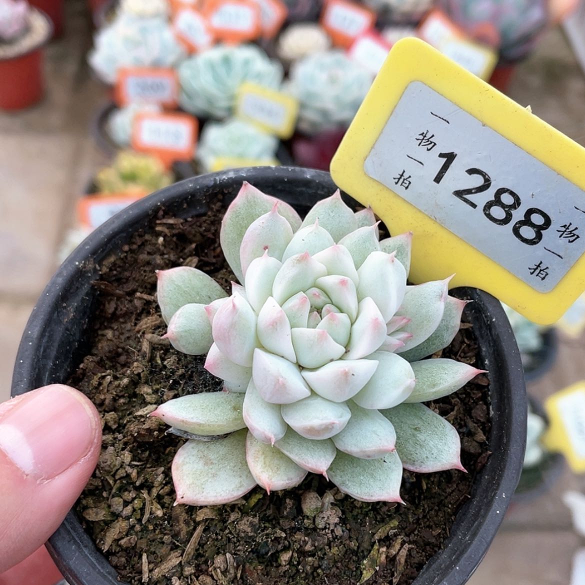 【闪购商品】1288号