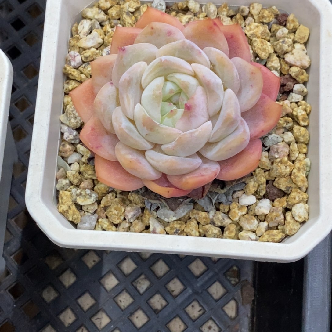 精品多肉一物拍不包整376