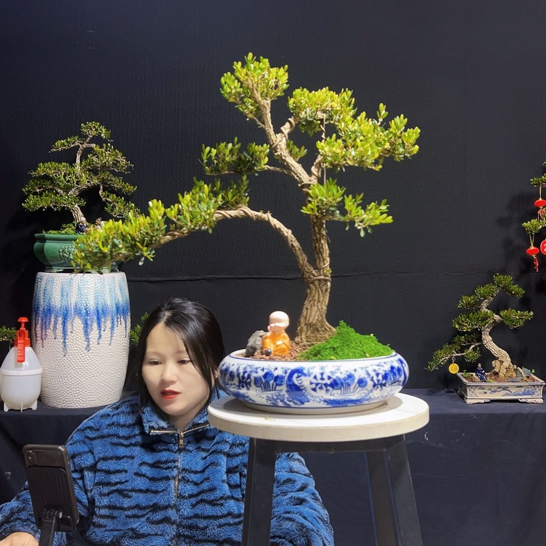 绿植广东皱皮黄杨木