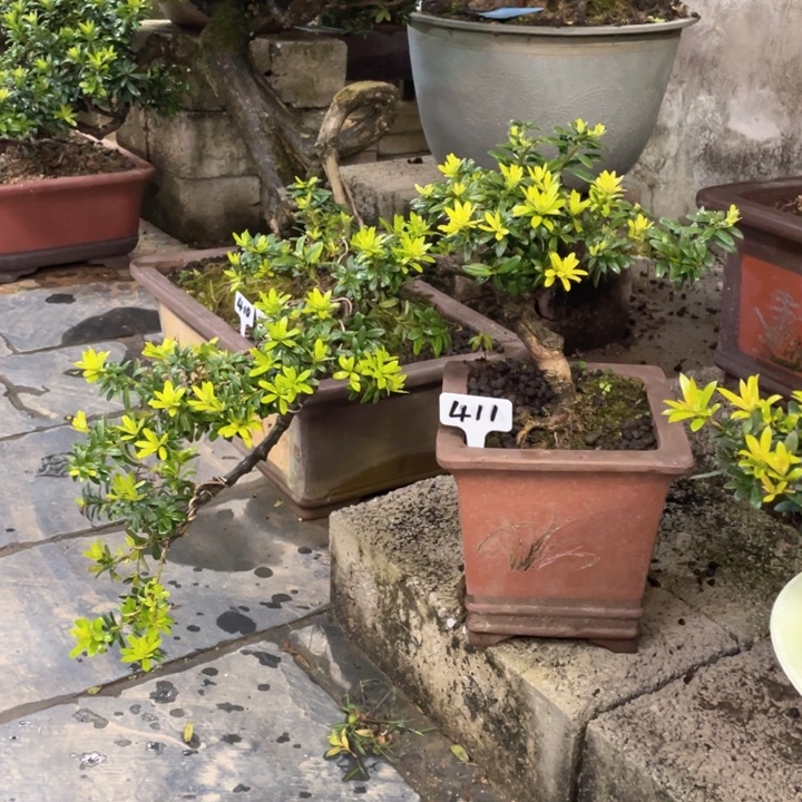 勝***修以实际为准罗汉松411不带盆