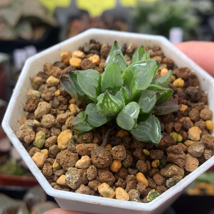 6号圣诞蜡烛一物一拍