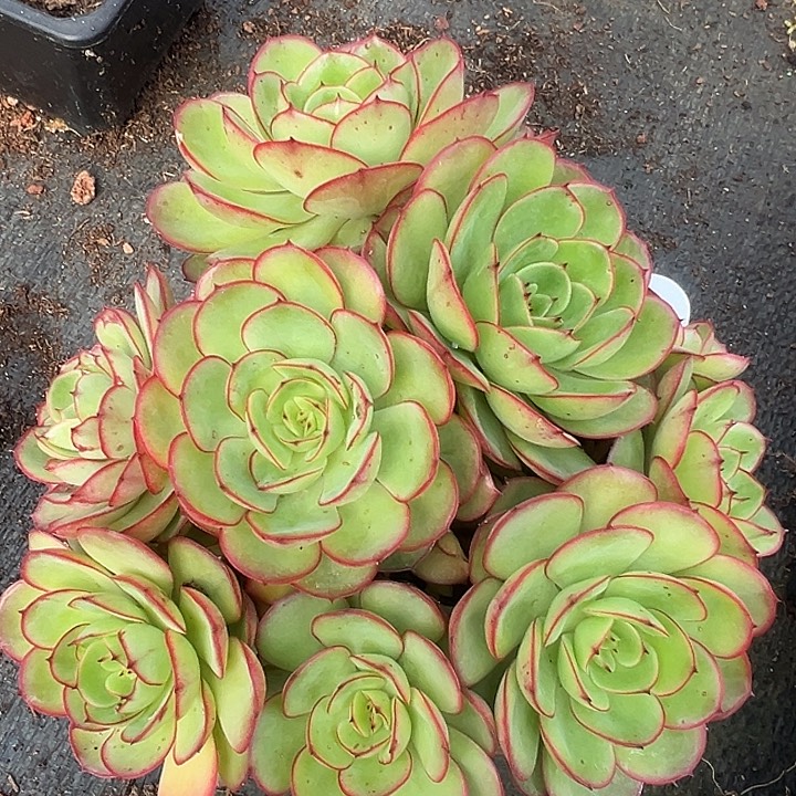 绿体牡丹亭一物一拍