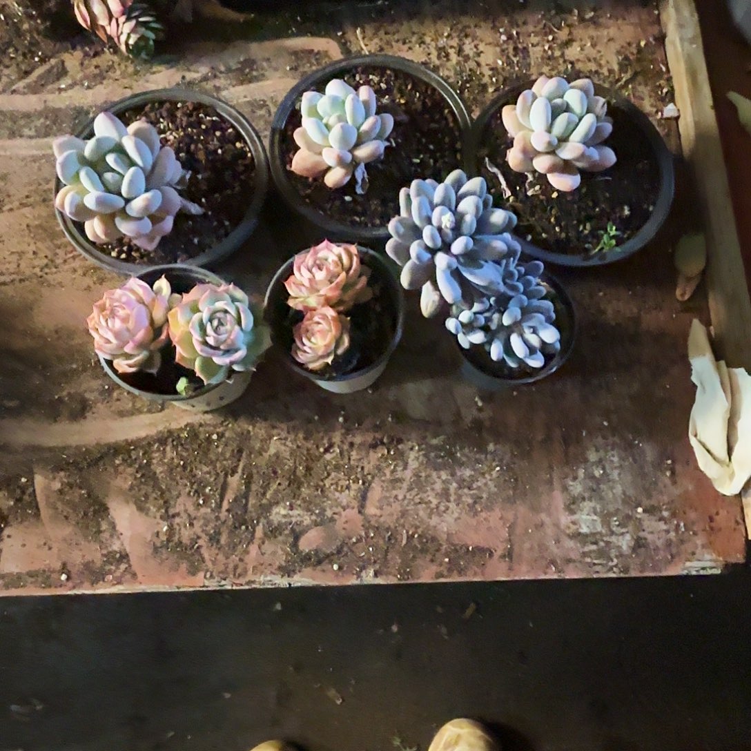 三颗香水，两颗侧影一颗汤圆