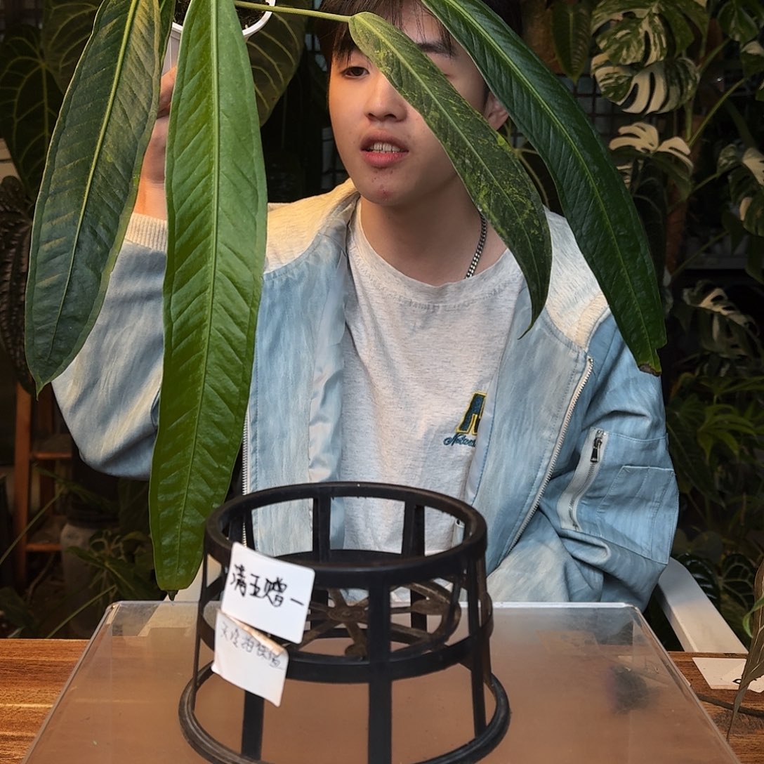 不开花植物N115豌豆荚领带