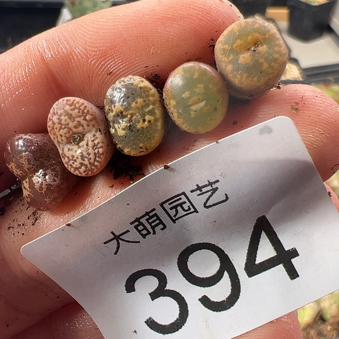 一物一拍。     394