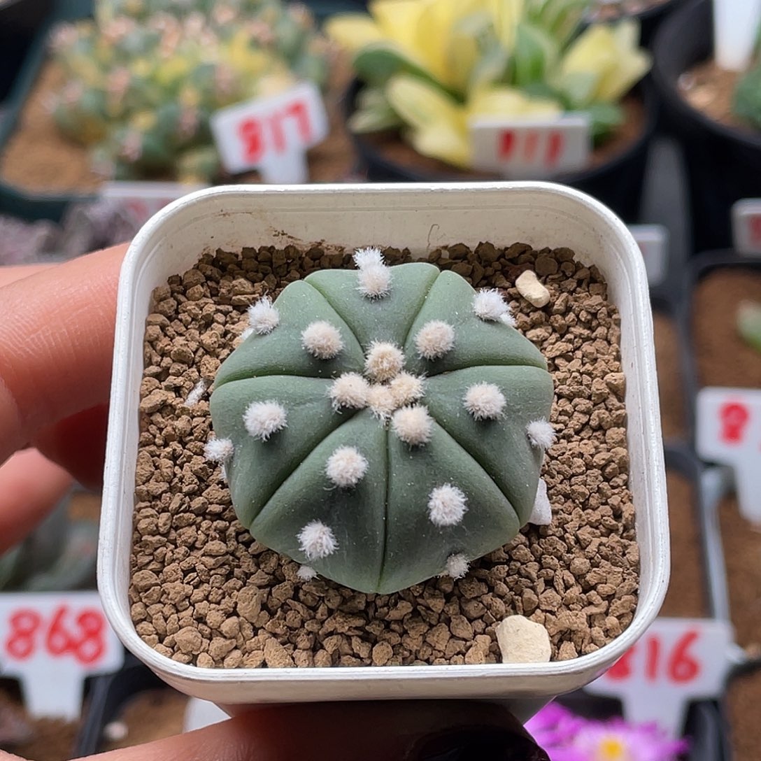 实生海星皇冠兜仙人球