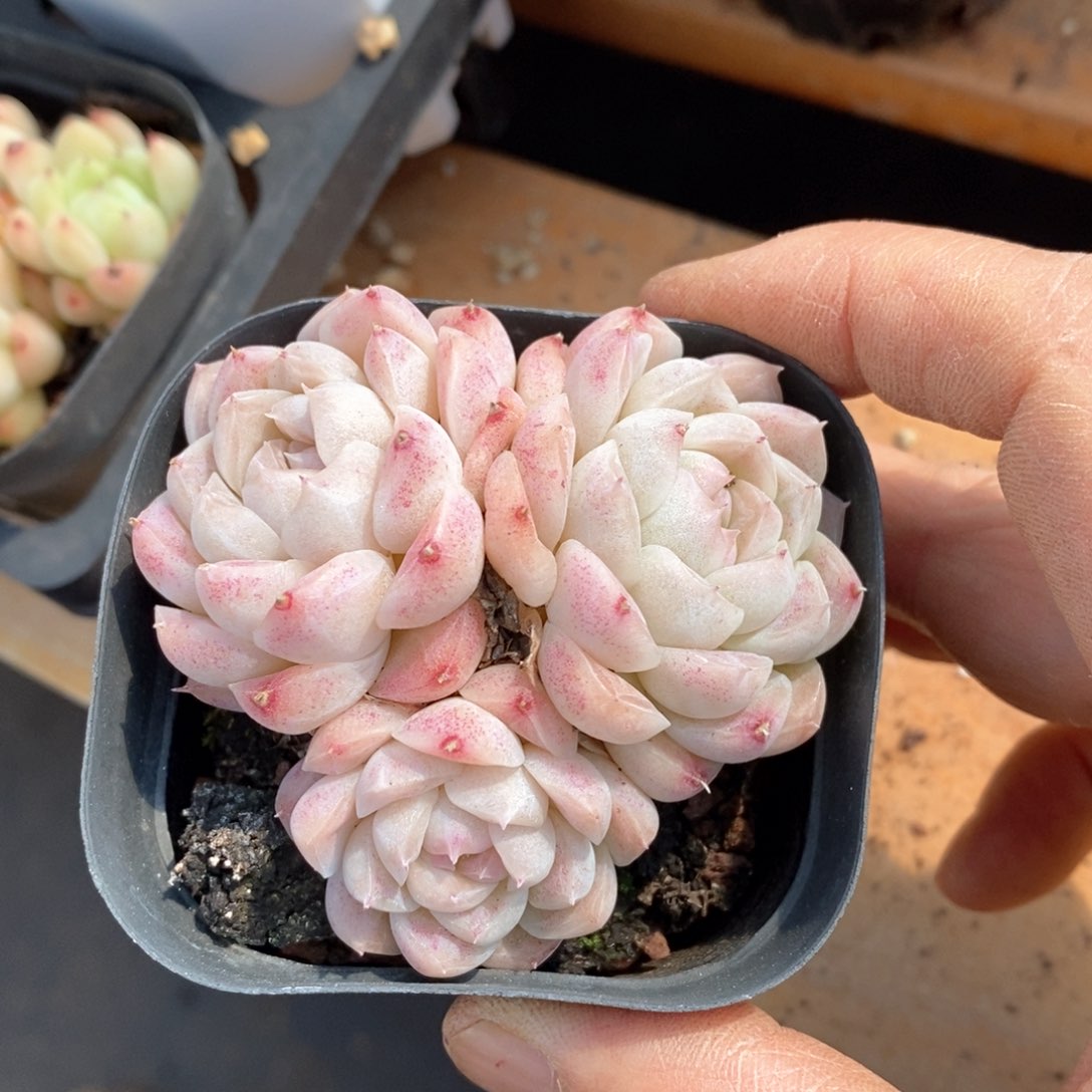 精品多肉一物一拍不包整151