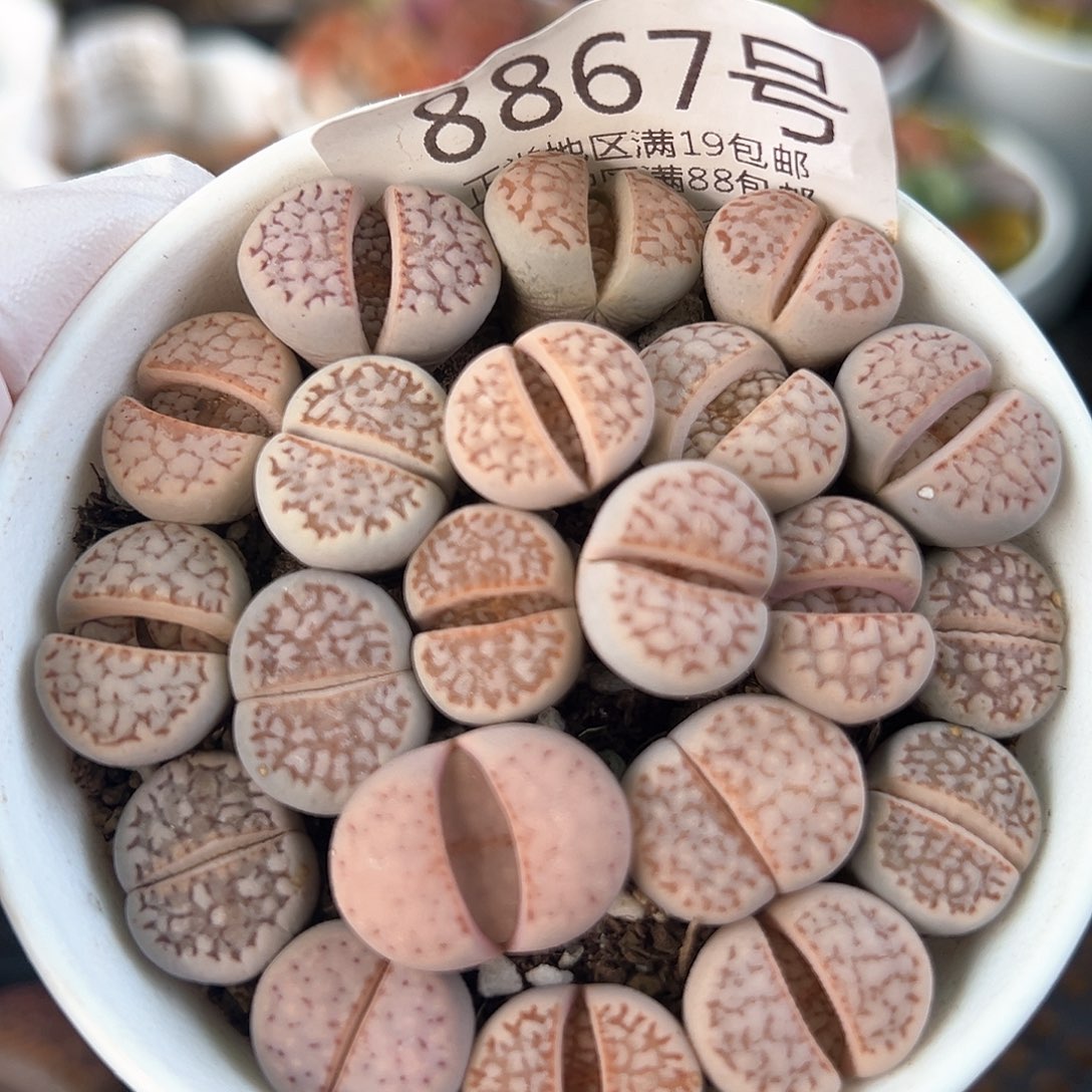 好养易活生石花大母本8867