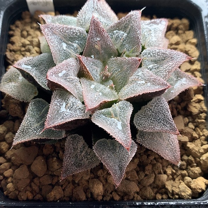 冰沙糖杂交一物一拍带盆