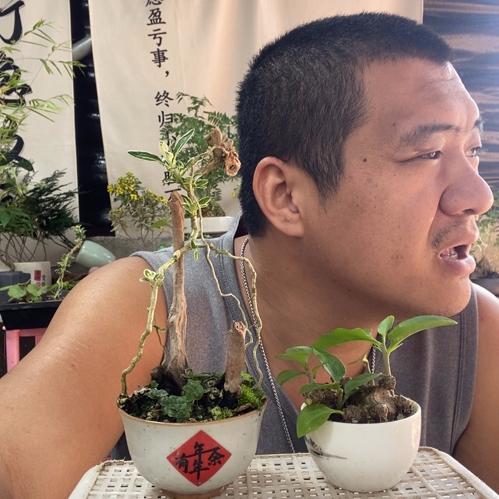 以实际为准盆景绿植盆栽47
