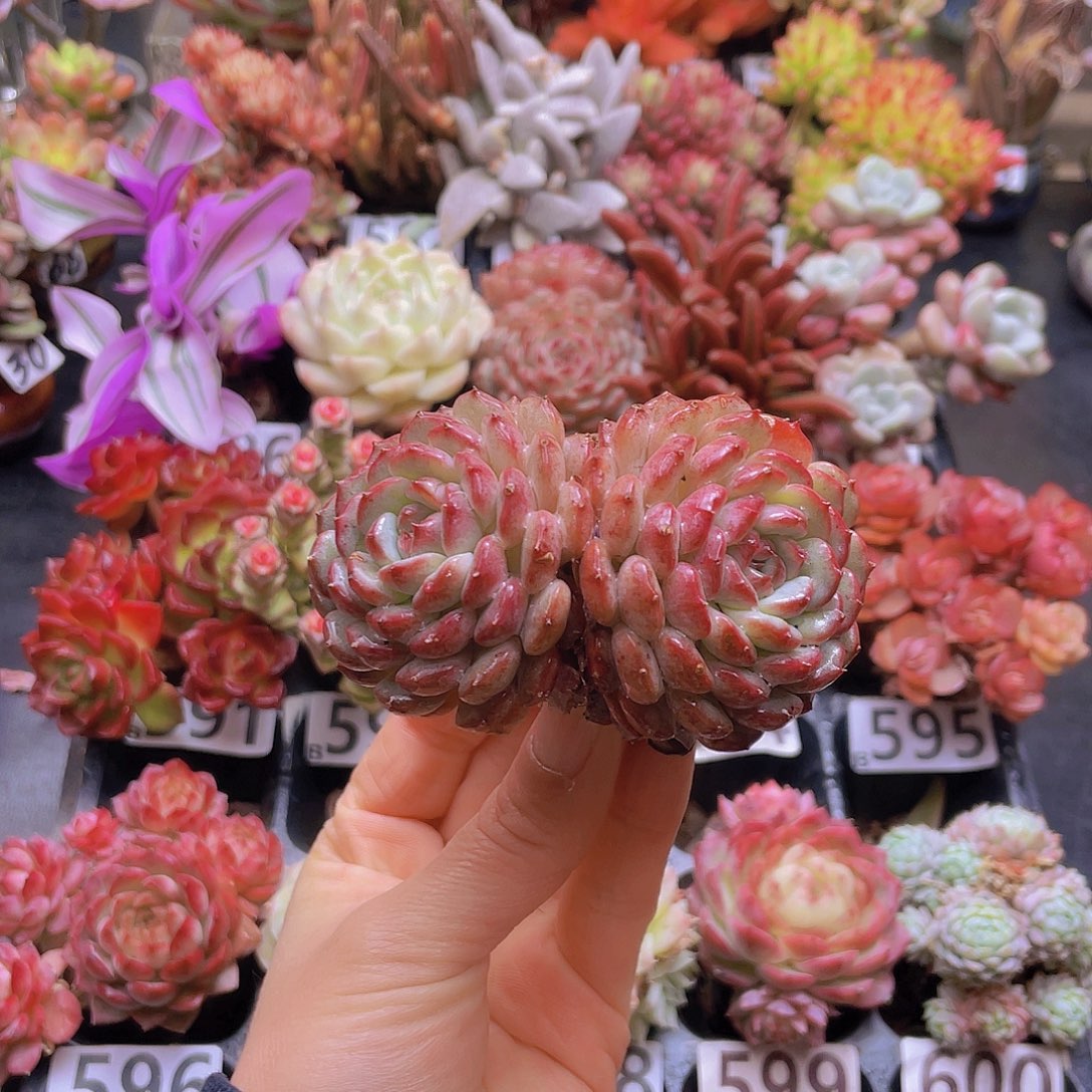 喜***-花钱花钱还花钱花钱花钱