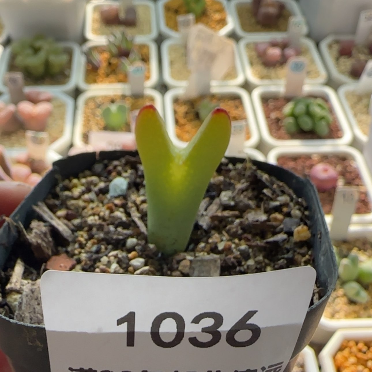 【闪购商品】1036荧光将当天28包邮非偏远