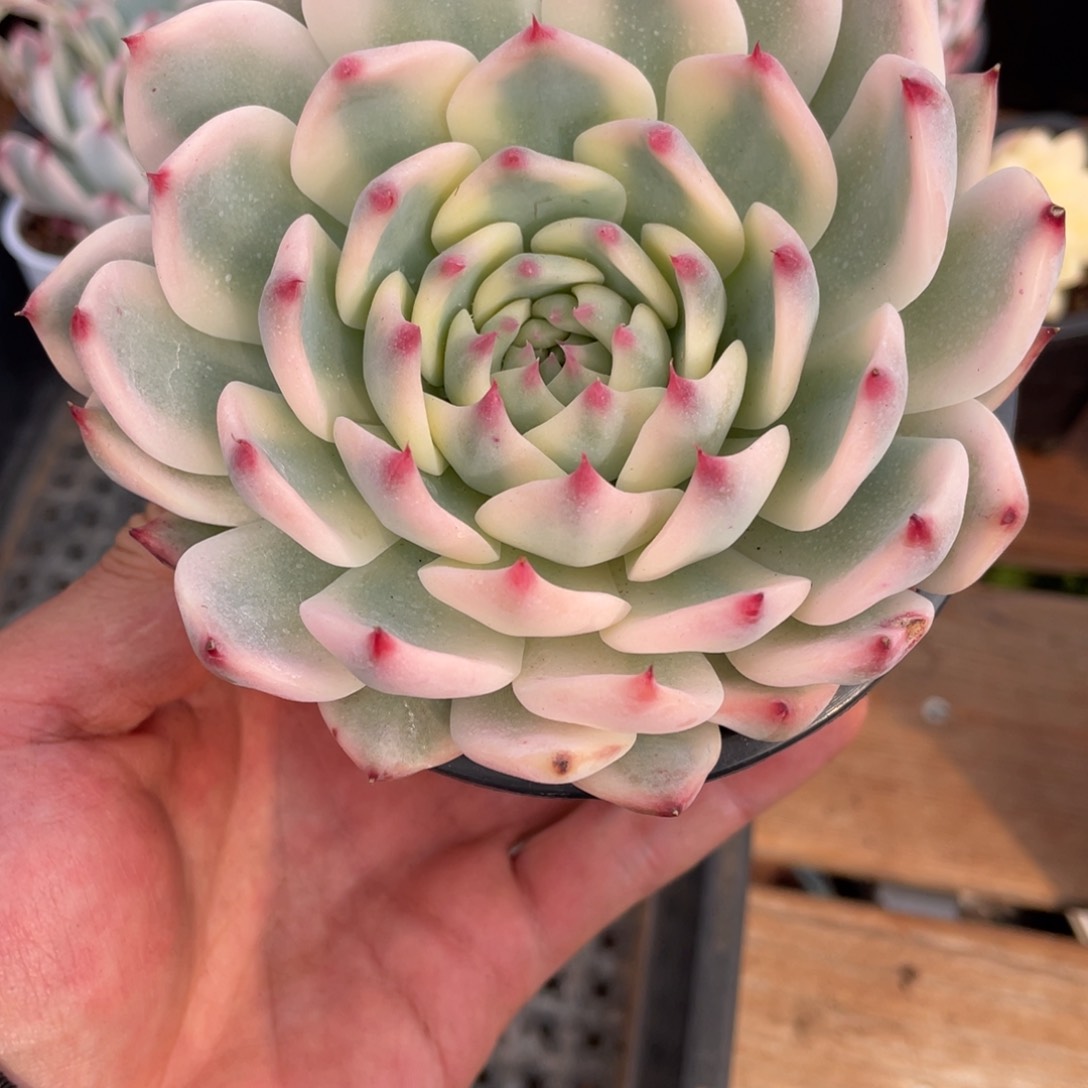 淘多肉吉娃娃锦一个