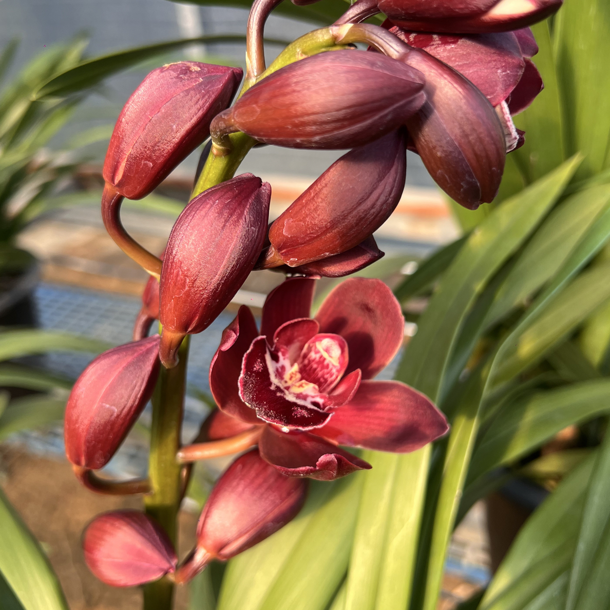 云南大花惠兰【黑贝壳】年宵花原盆原土带花苞带花剑基地直发