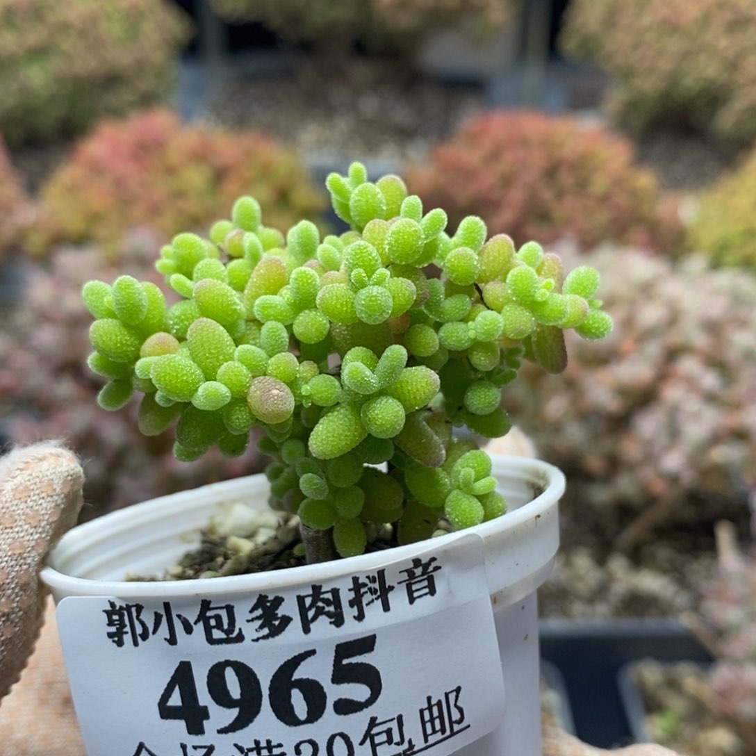 蜜橘糖球4965枝干番杏