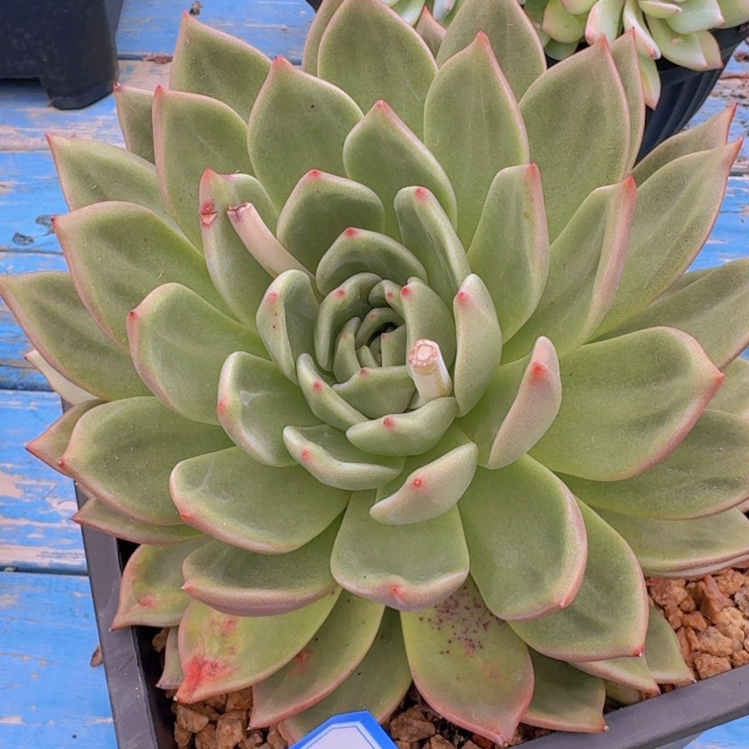 204香槟凡艺多肉///