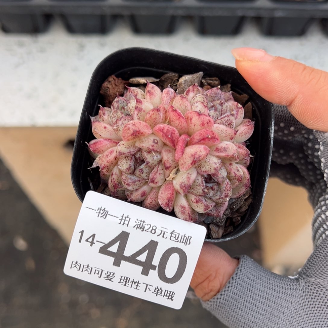 赤水晶多肉多多肉多肉