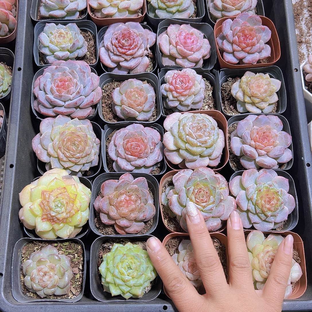 七彩糖心2盆不同19包邮