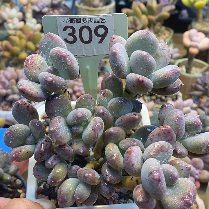 咖啡美人309号的啊啊啊多肉啊啊