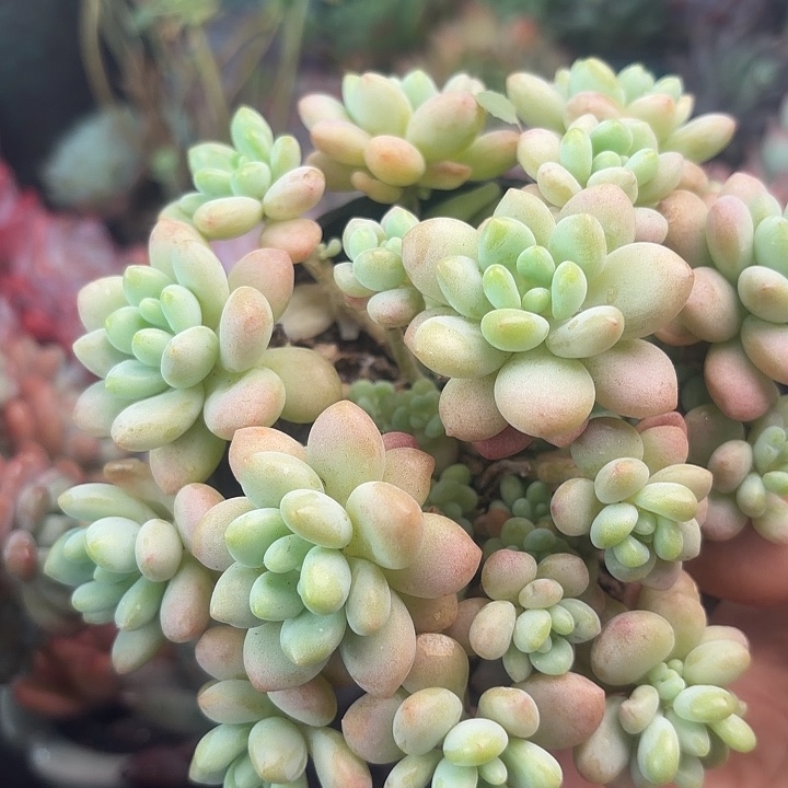 鱼子酱多肉植物盆栽