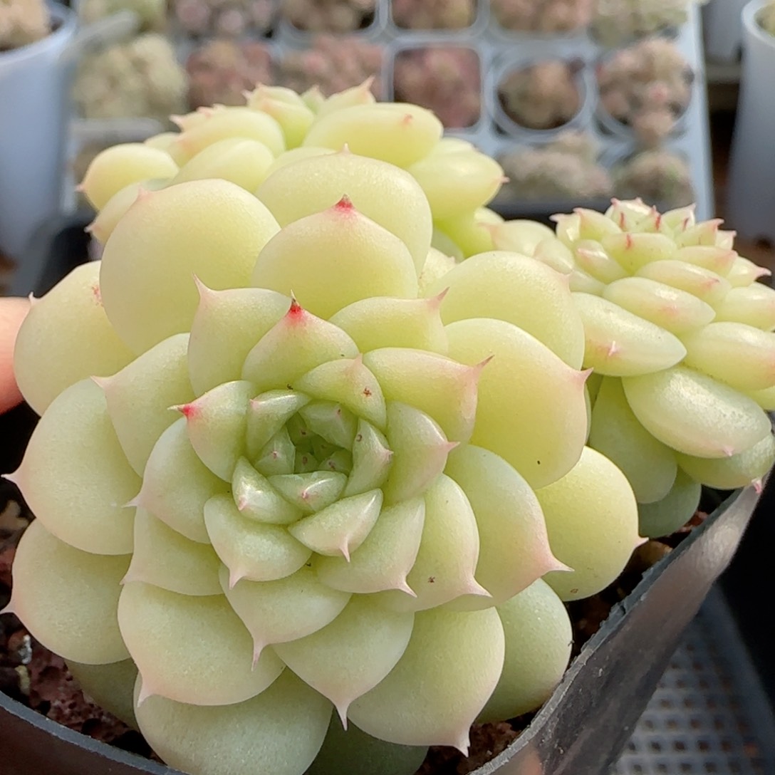 【闪购商品】0213-74玉透麦杆