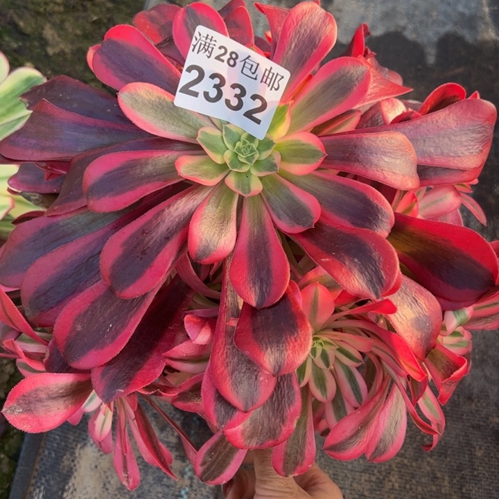 2332南美杜莎多肉植物