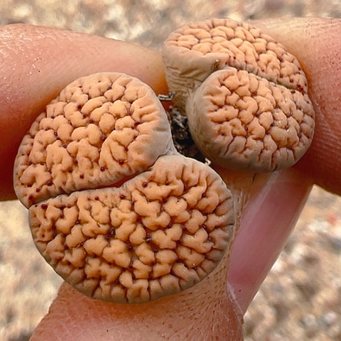 【闪购商品】20126