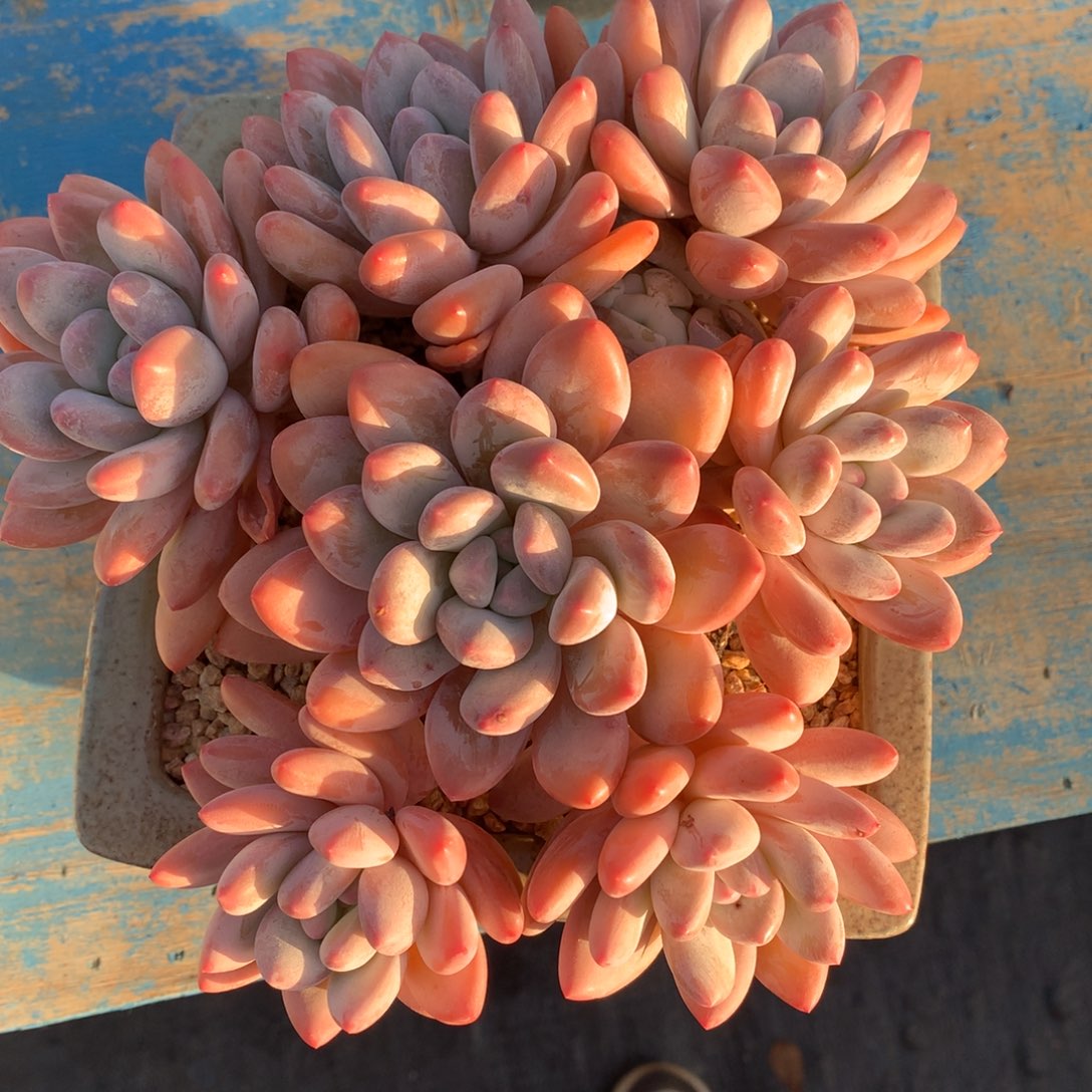 莼***愛小姐姐香水补差价