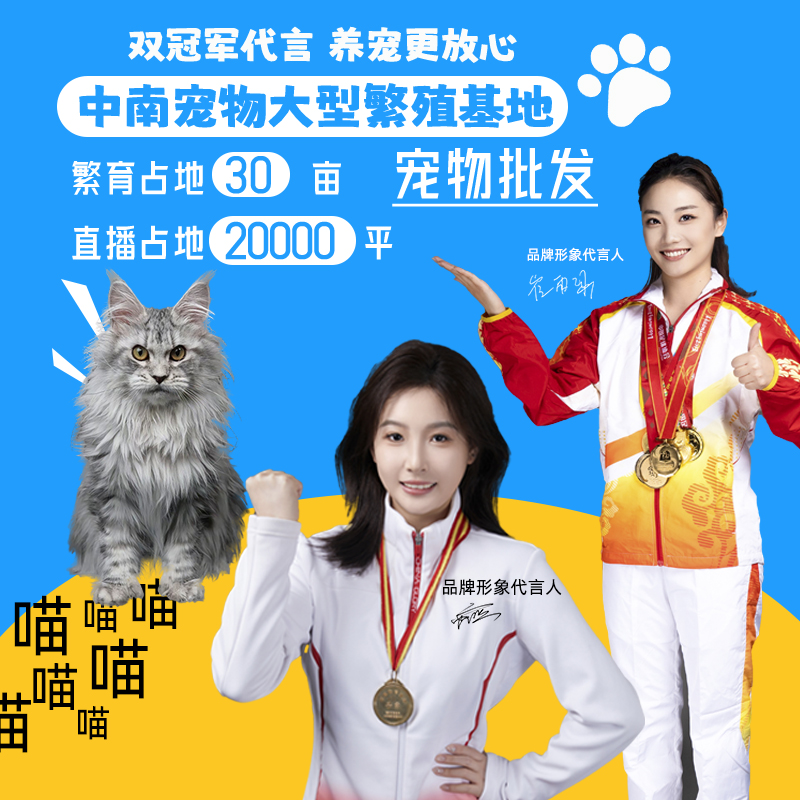 【千猫宠业】冠军代言品牌 高品质猫咪 品牌质保健康无忧