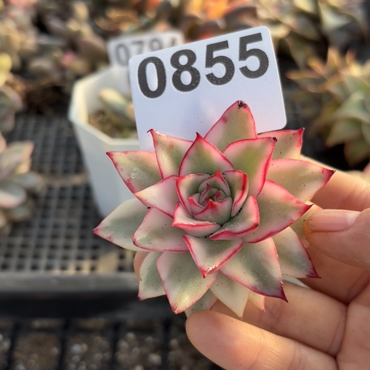 多肉植物满18包邮当场凑单