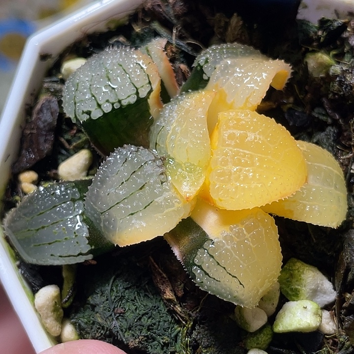 707天空之镜锦特选福利