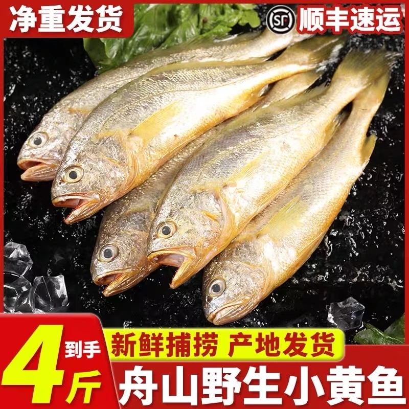 舟山小黄鱼大规格买三送一斤共四斤（5-7条一斤）顺丰包邮