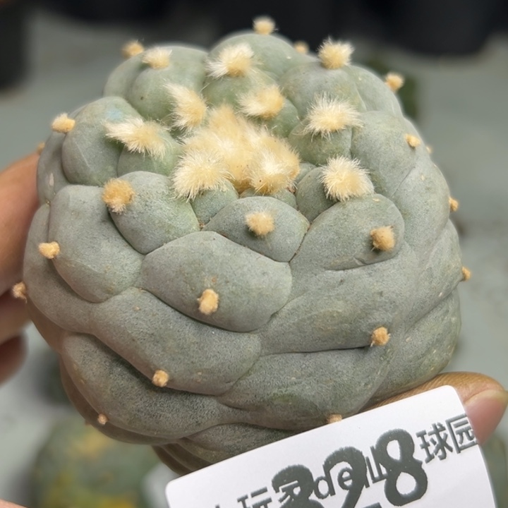 328可发货 可帮发根