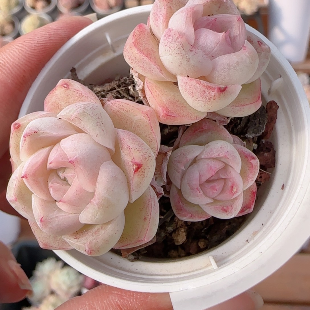 花语多肉0104-354散