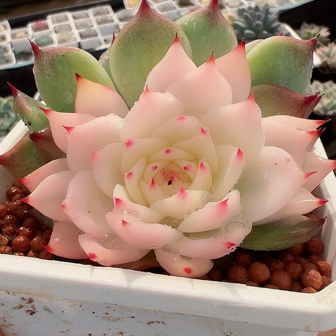 吉娃娃锦，阴阳锦