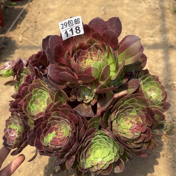 花月夜……多肉植物……