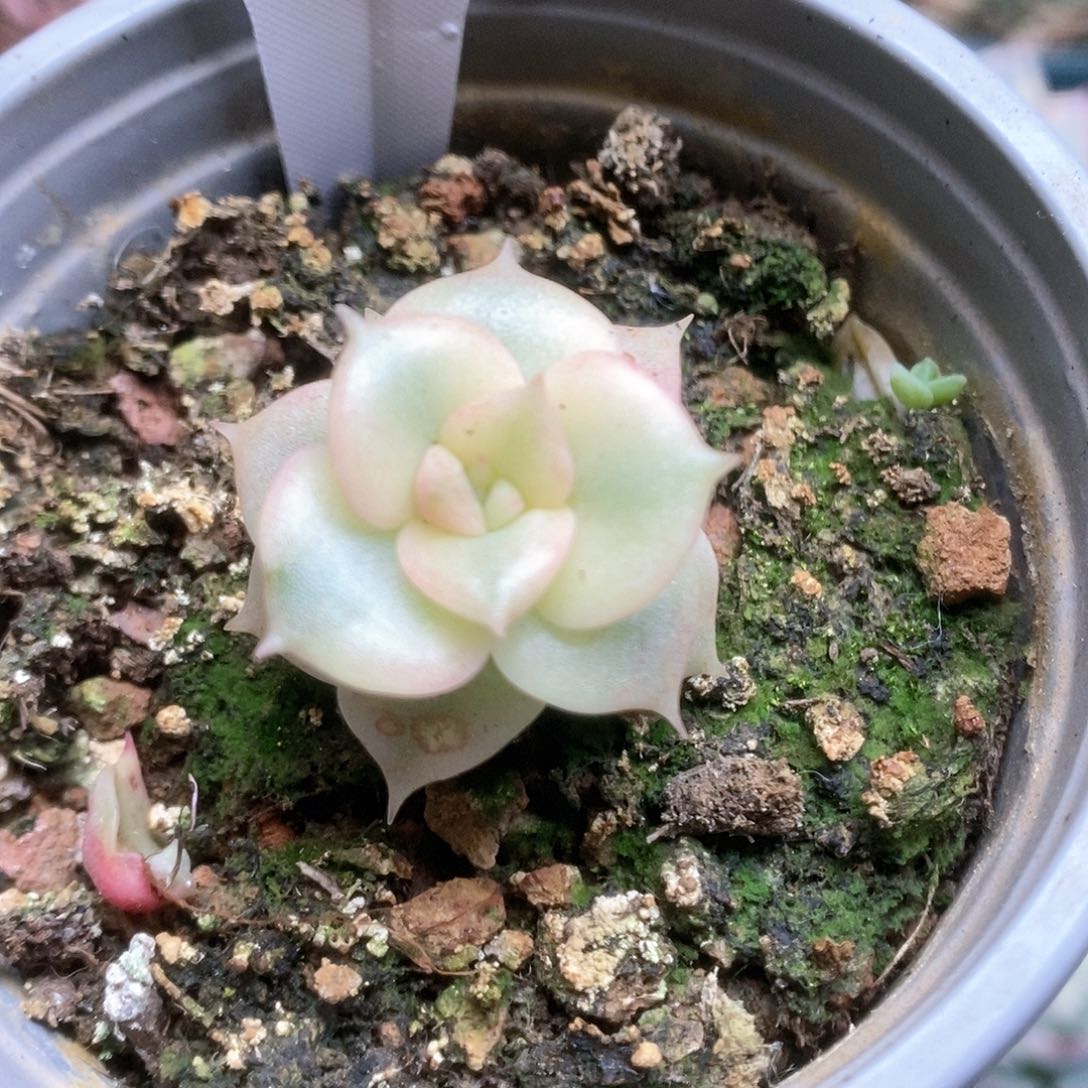 098贝加尔湖锦锦锦锦