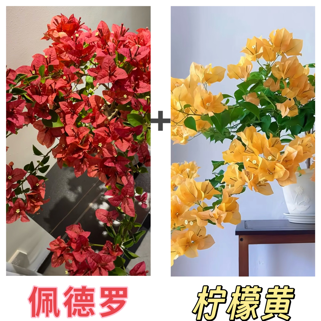 （佩德罗+柠檬黄）到手2棵 三角梅好养易开花可爬藤飘枝 不带花
