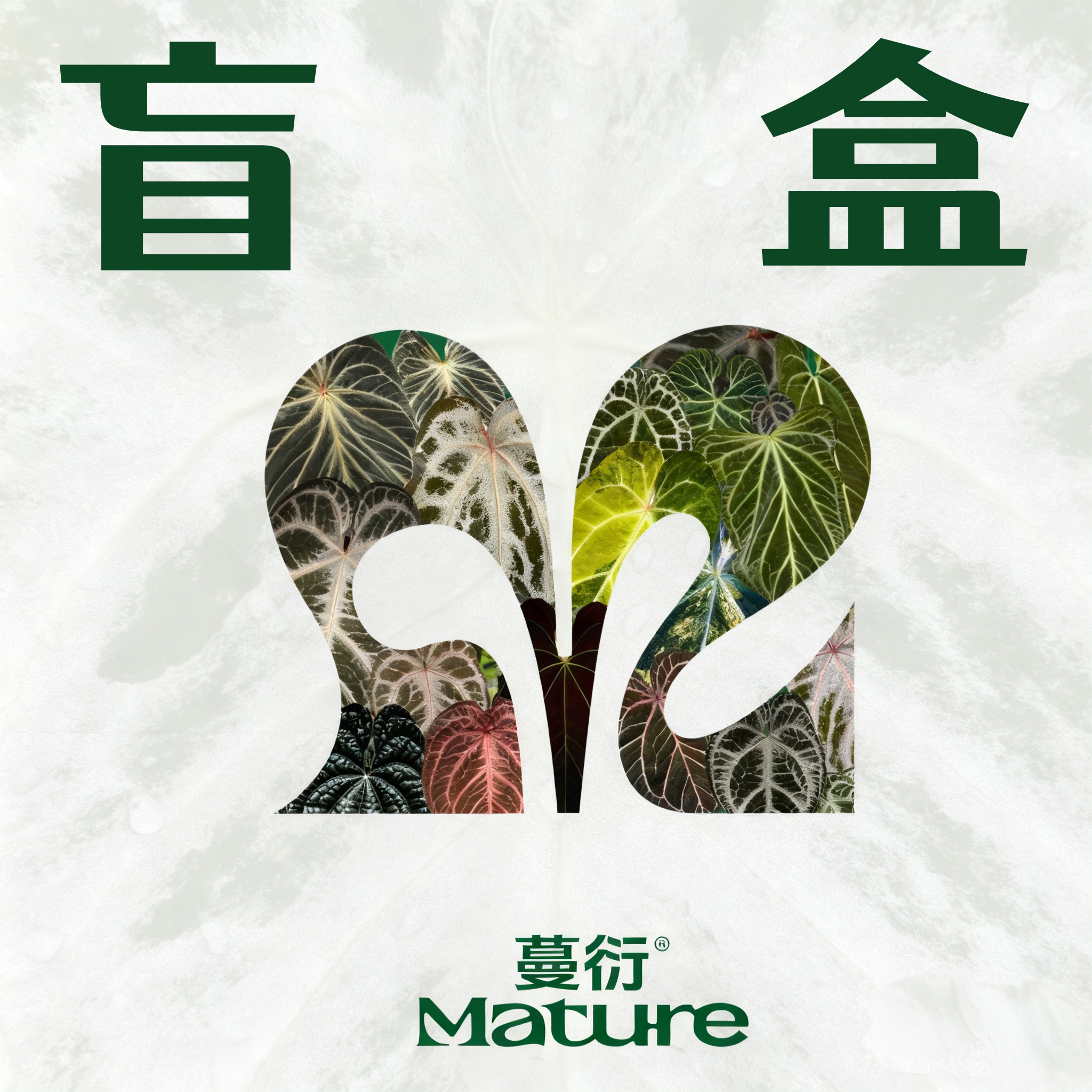 新手盲盒Ⅰ｜Mature蔓衍天南星科植物花烛盲盒