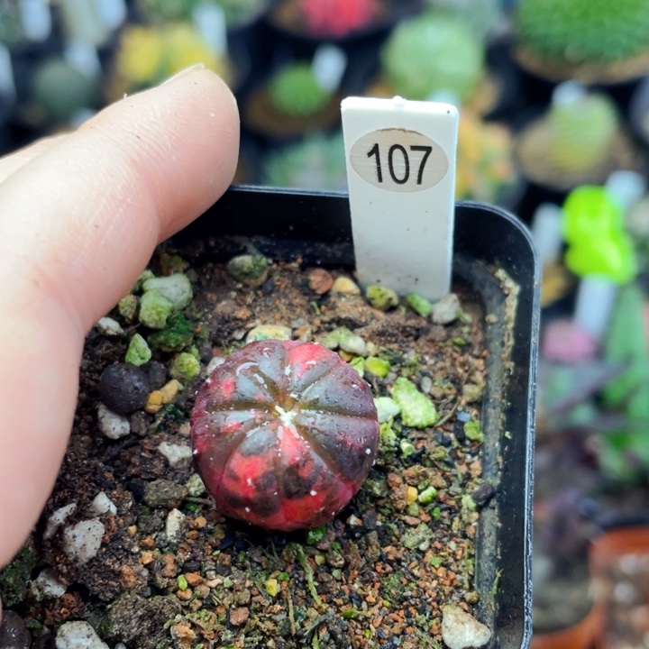 非偏远地区满25包邮仙人球