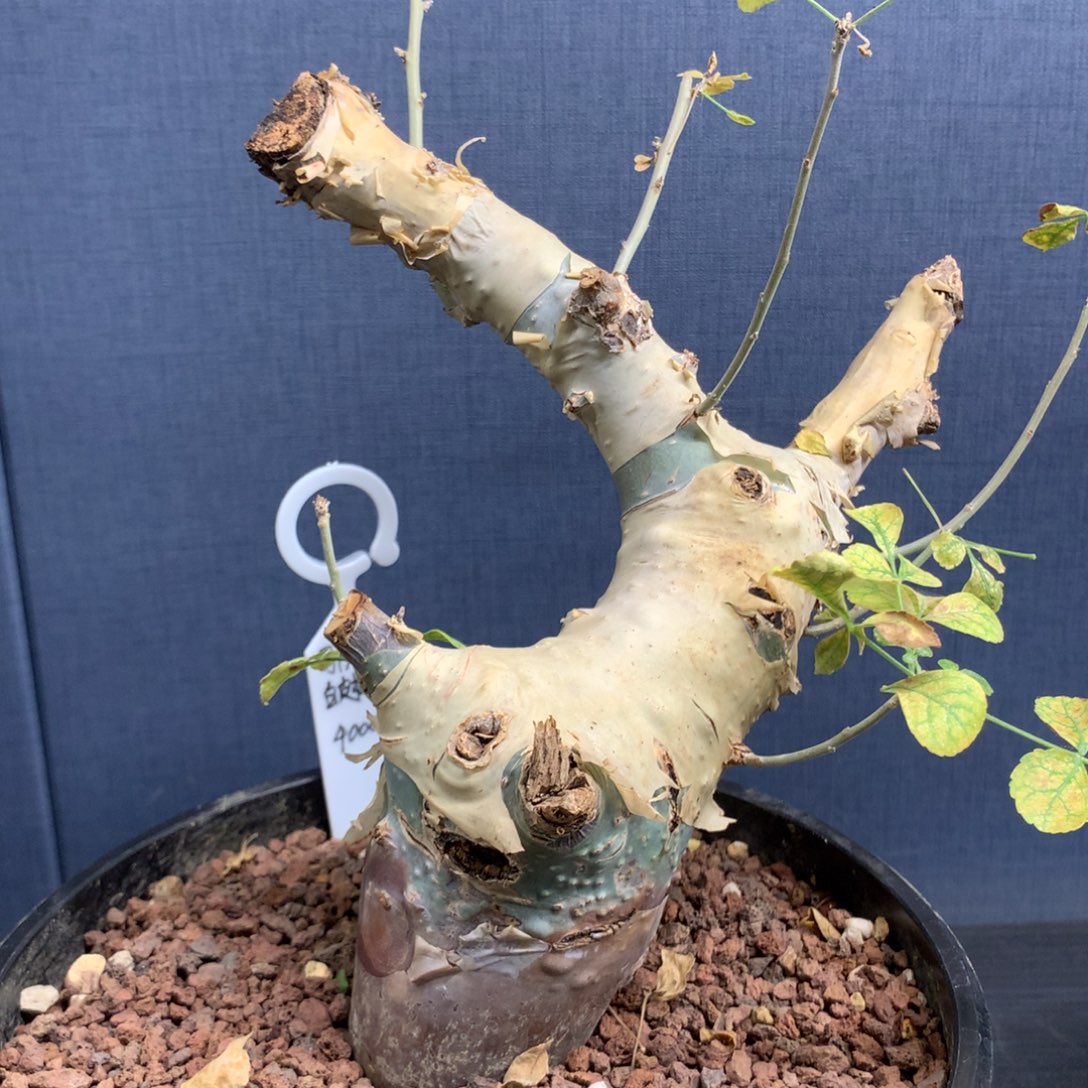 马萨比特白皮橄榄产地熟桩