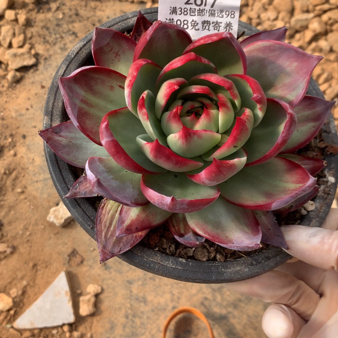 6***72617一物一拍13厘米