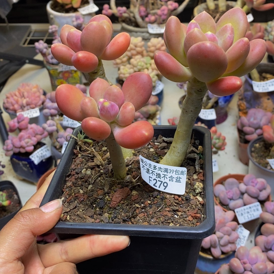 279金蟾多肉整12cm